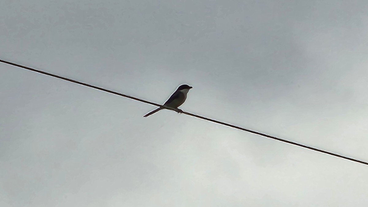 Loggerhead Shrike - ML611852337