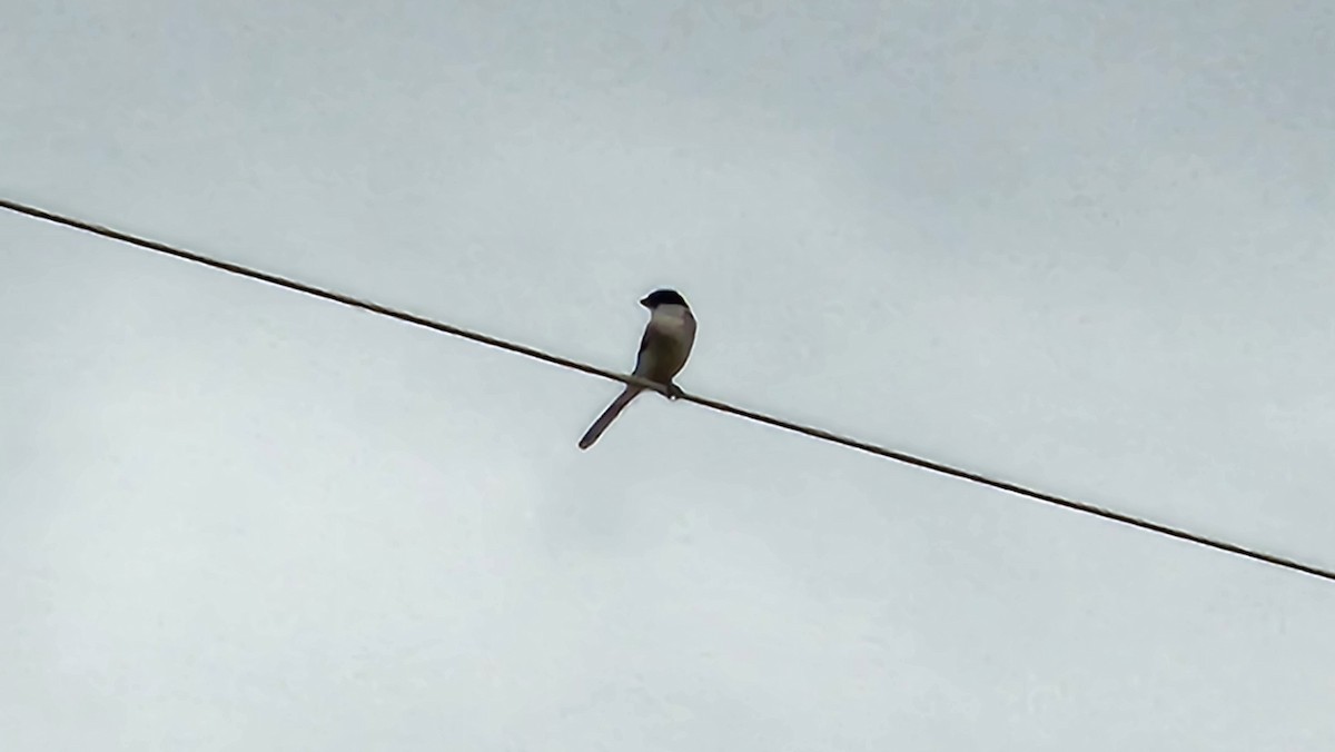 Loggerhead Shrike - ML611852338