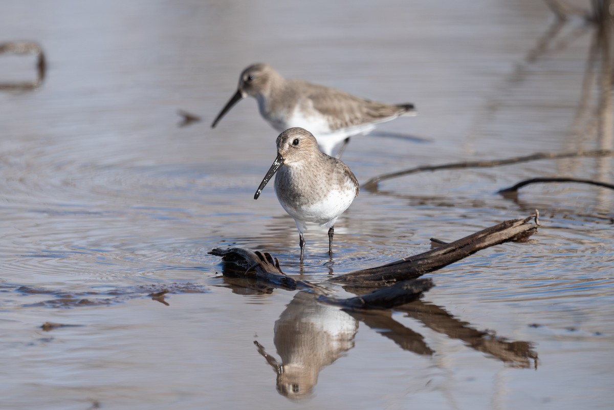 Dunlin - ML611852344