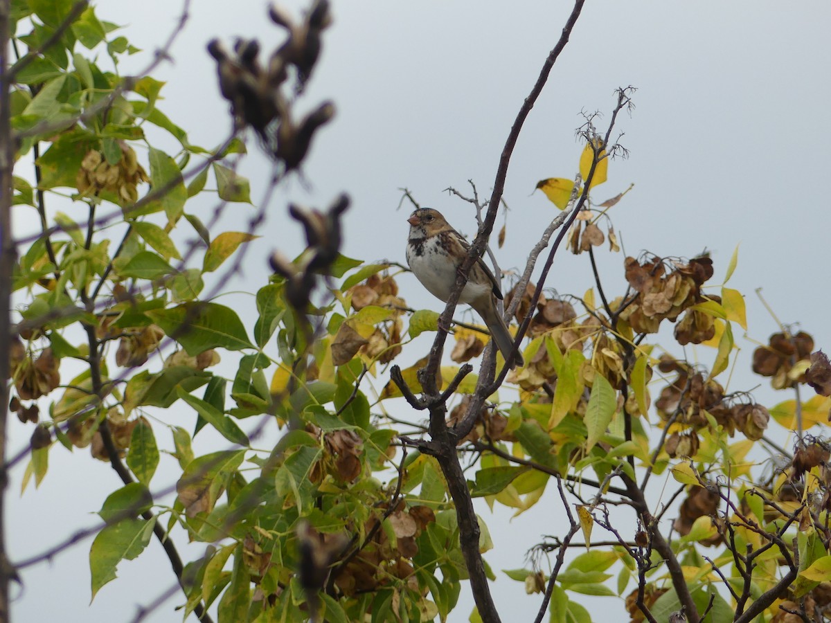 Harris's Sparrow - ML611852360