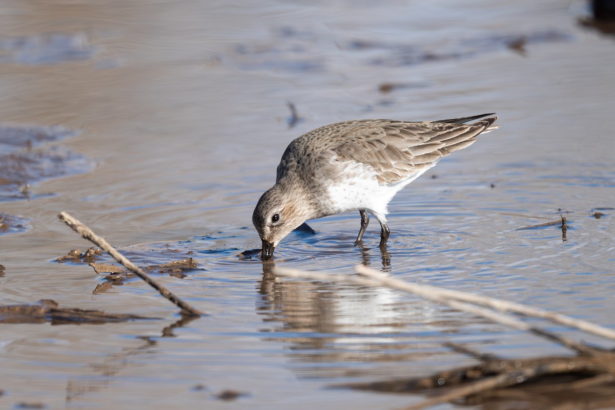 Dunlin - ML611852369