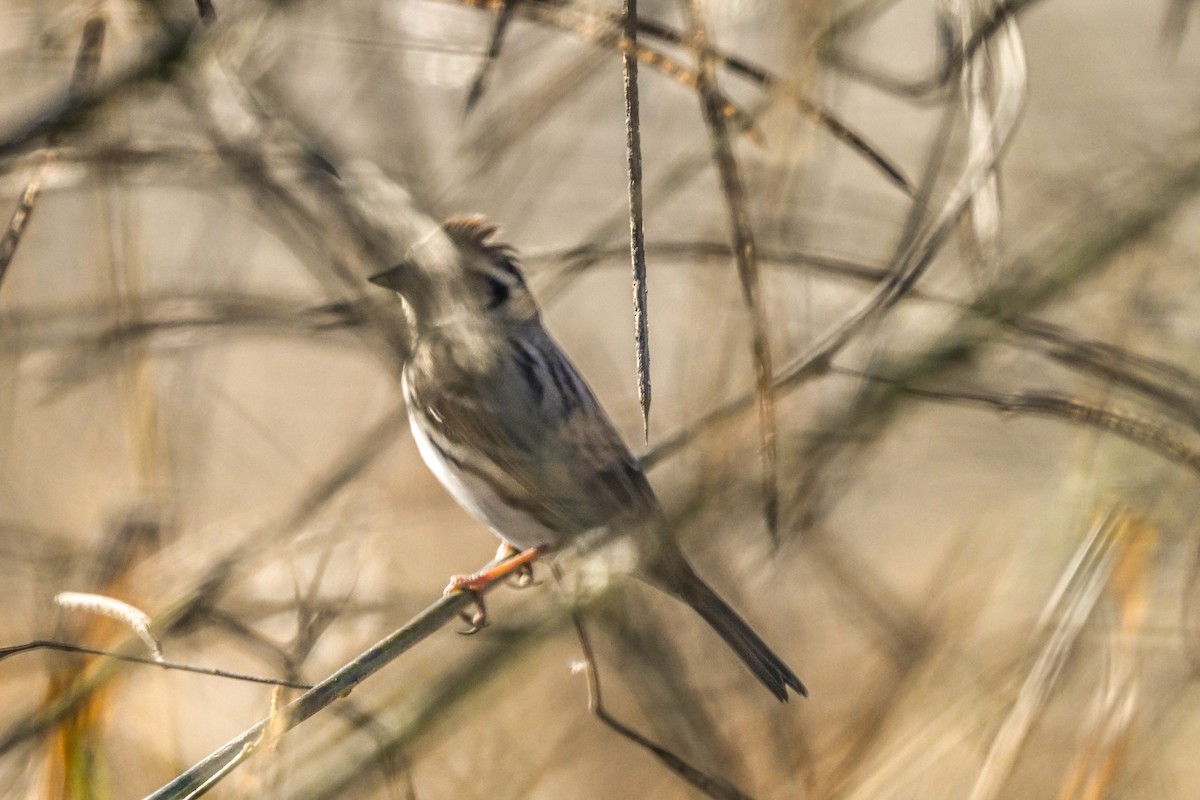 Little Bunting - ML611852393