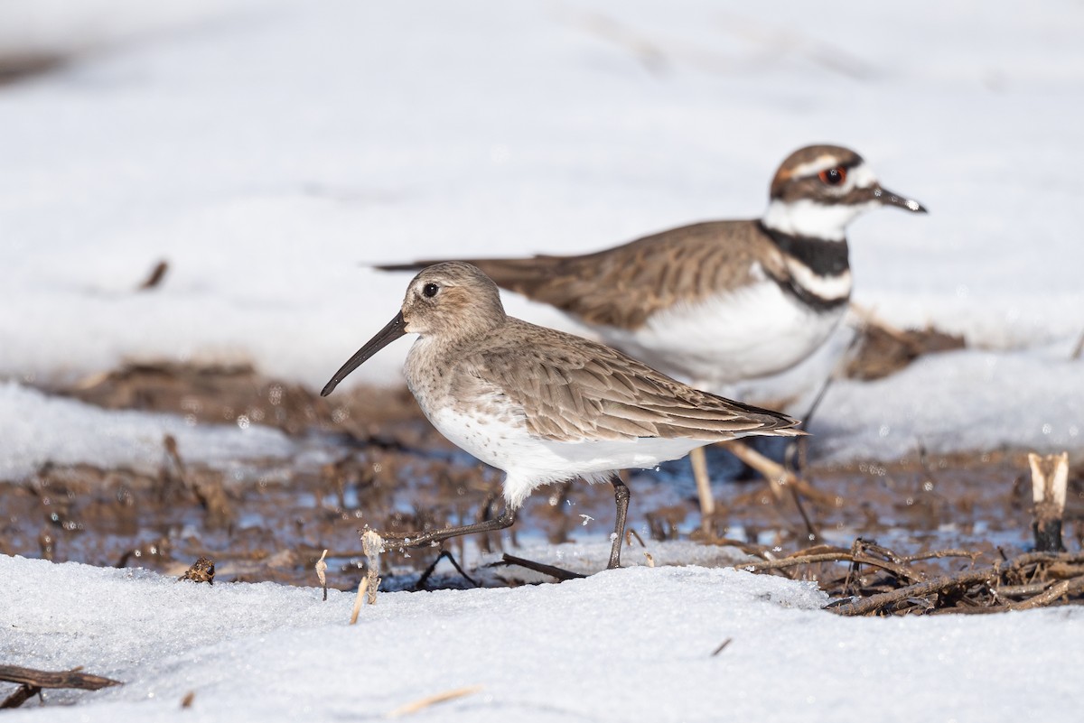 Dunlin - ML611852396