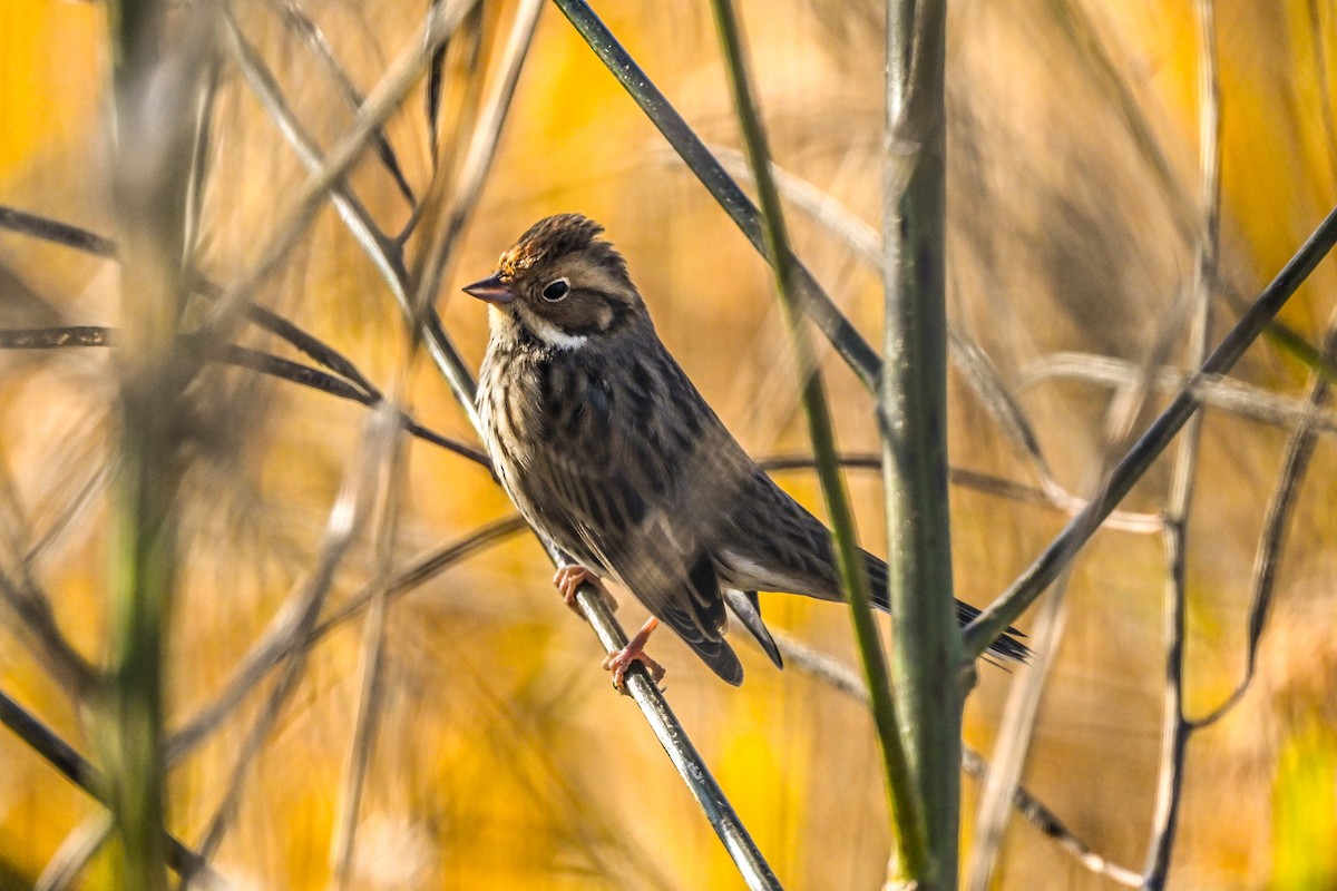 Little Bunting - ML611852397