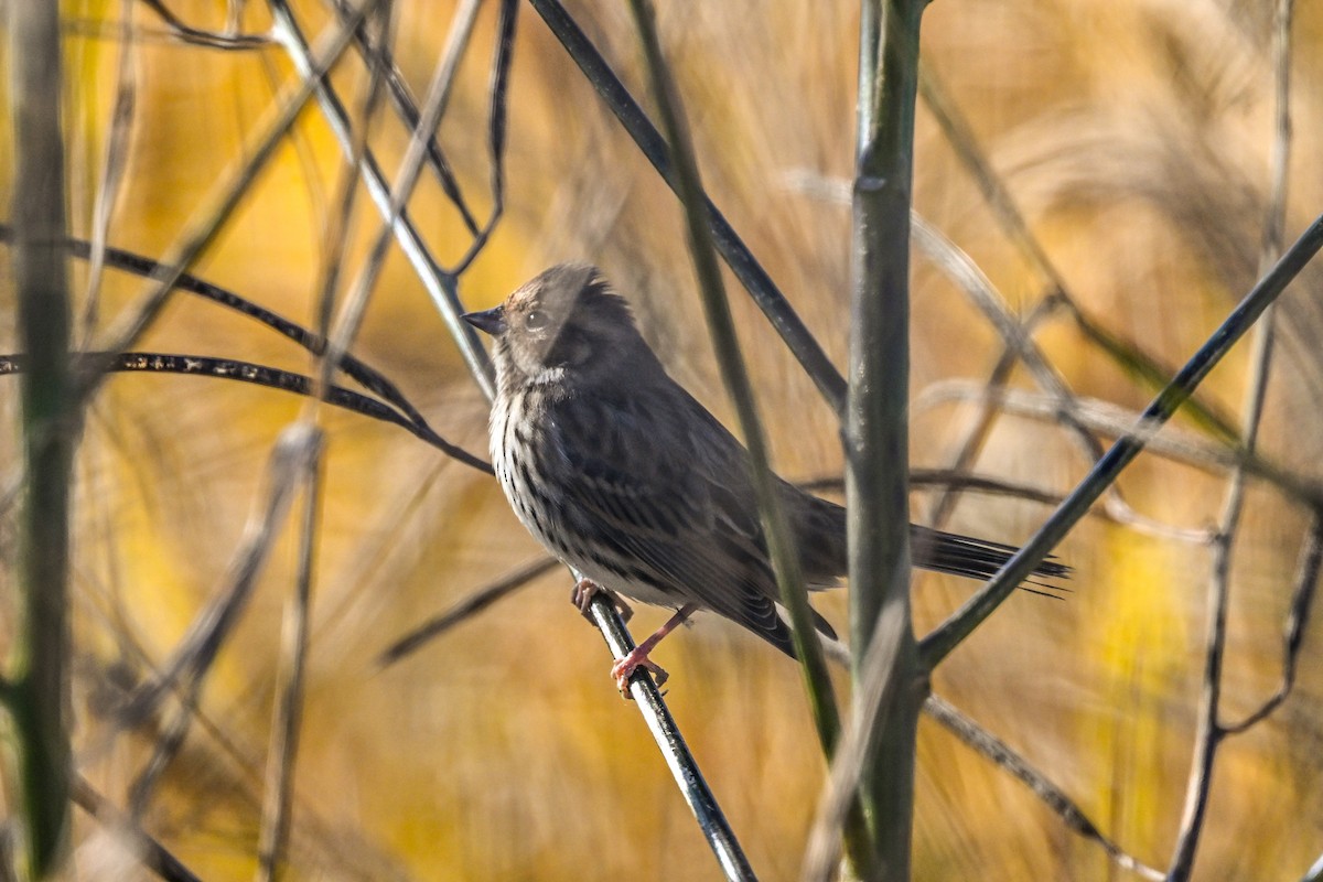 Little Bunting - ML611852398