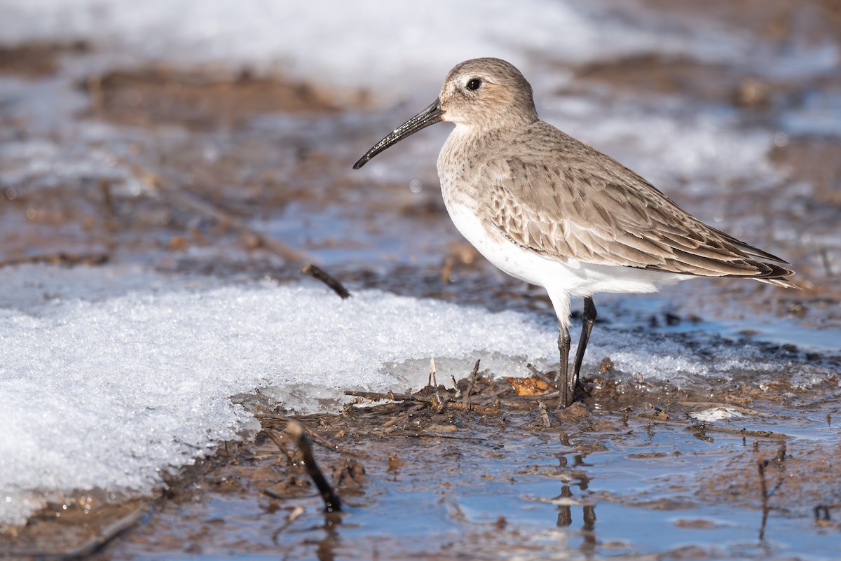 Dunlin - ML611852420