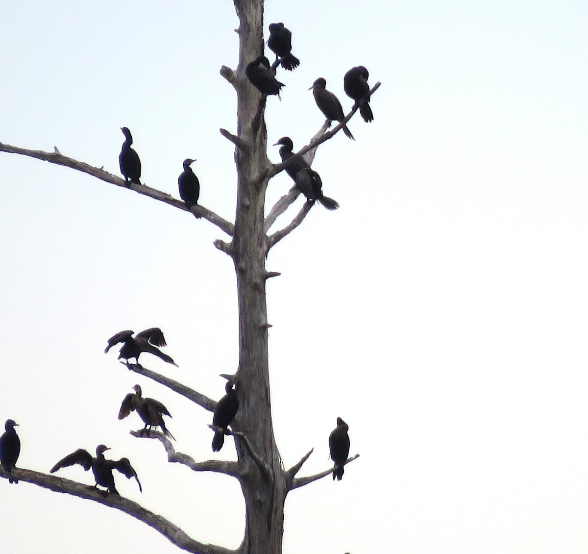 Double-crested Cormorant - ML611852530