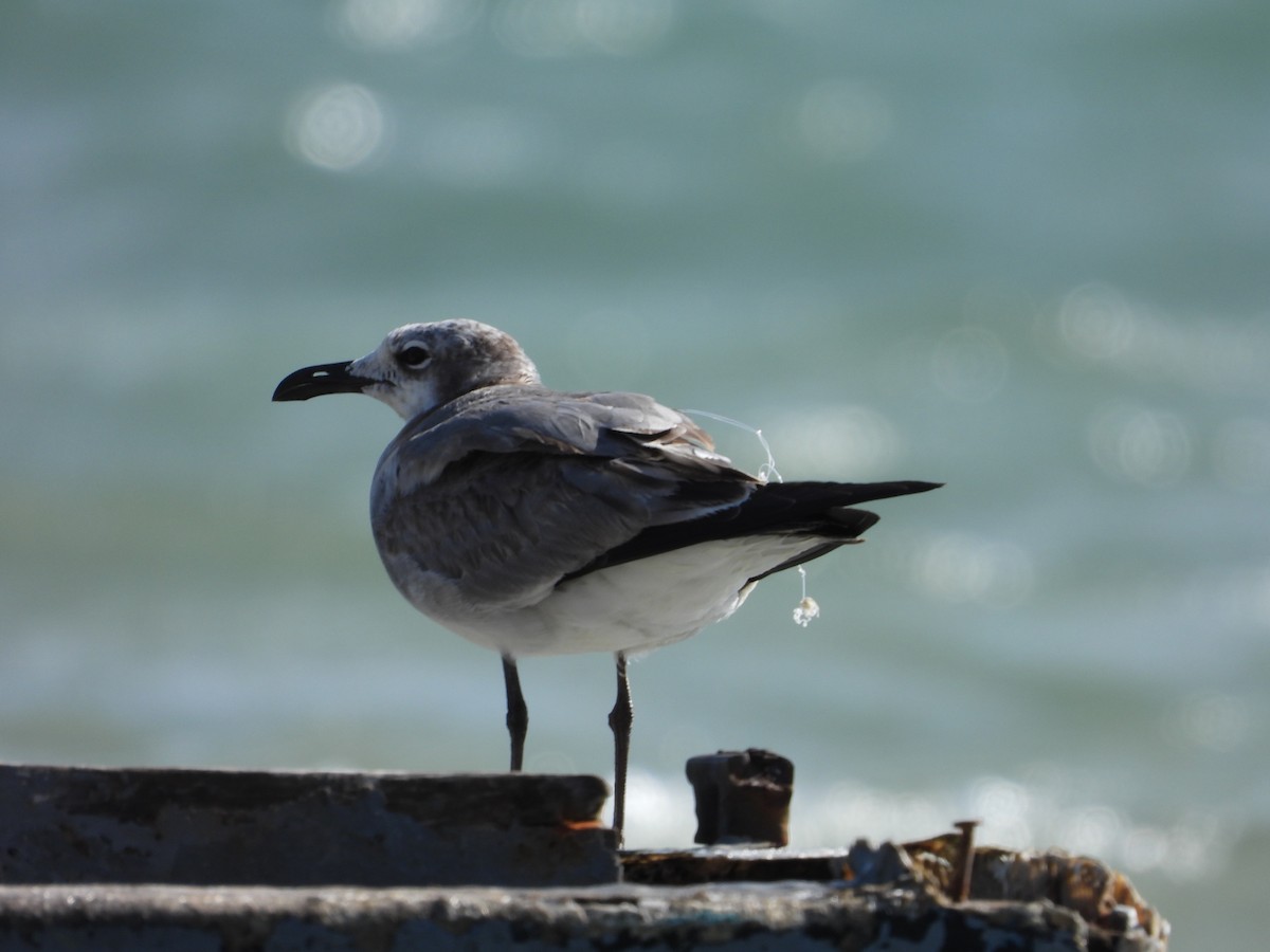 Laughing Gull - Juan Carlos Luna Garcia