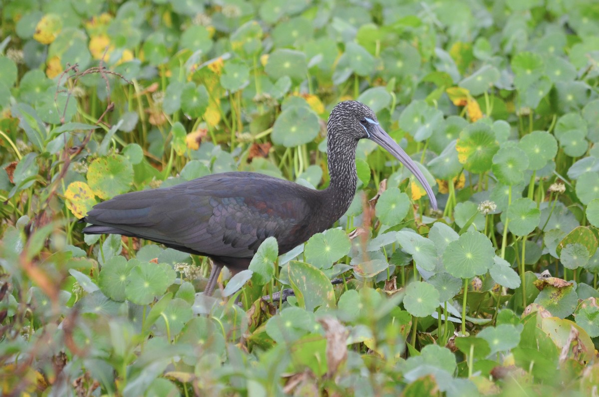 Glossy Ibis - Abbie Clarke