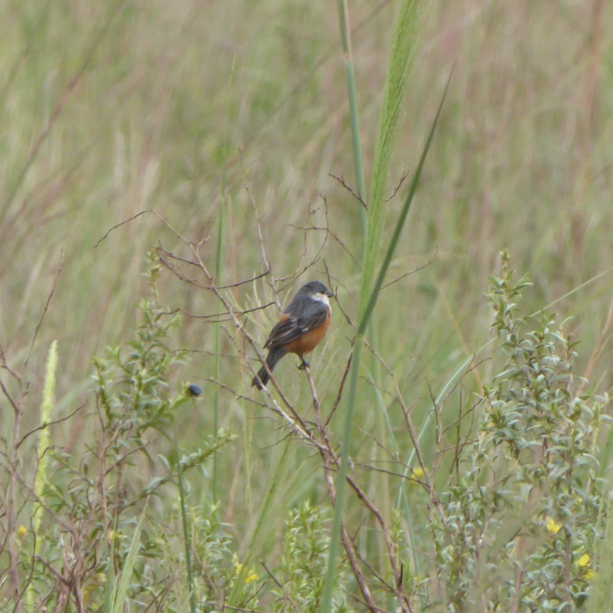 Marsh Seedeater - ML611852917