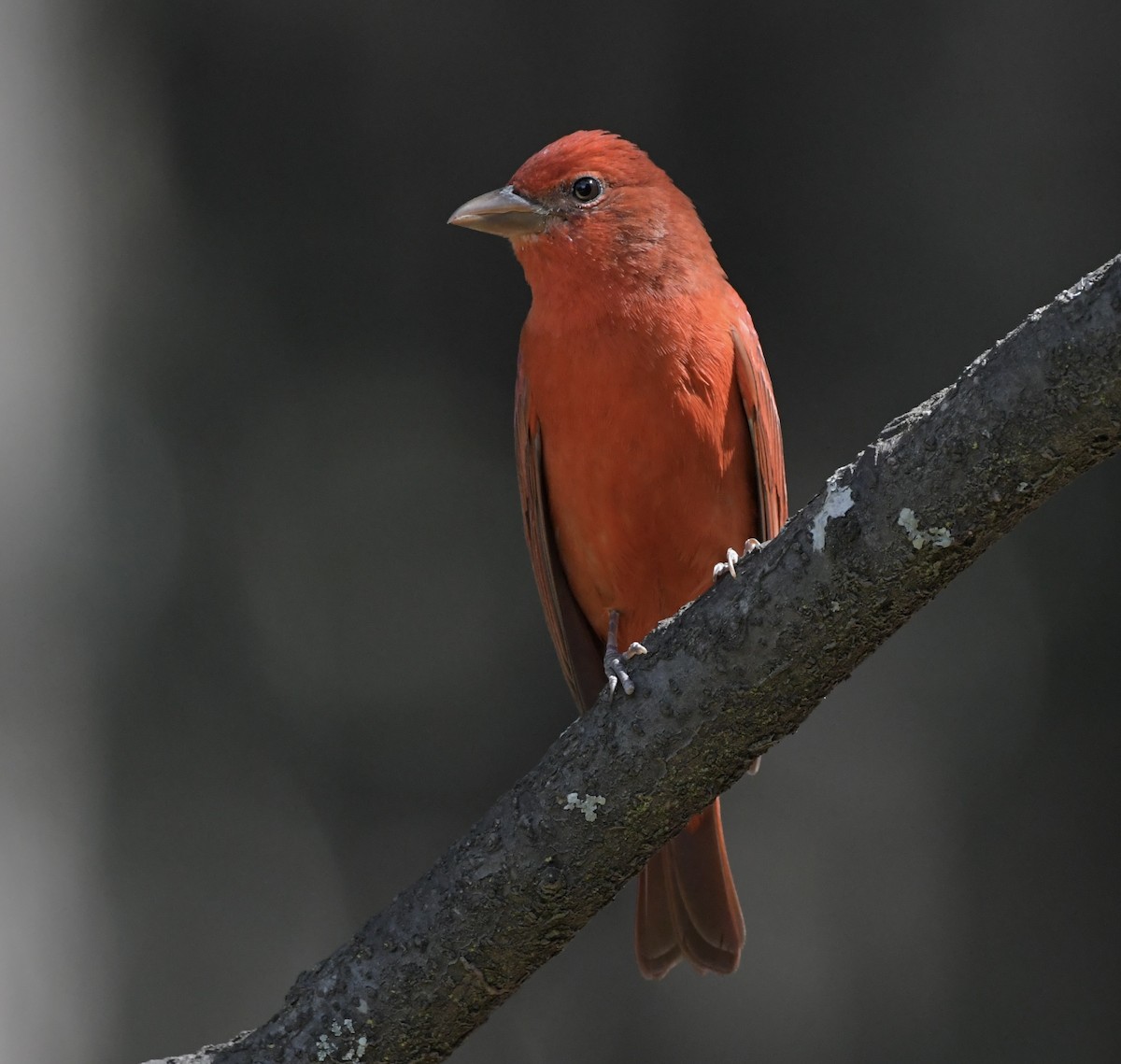 Summer Tanager - ML611852944