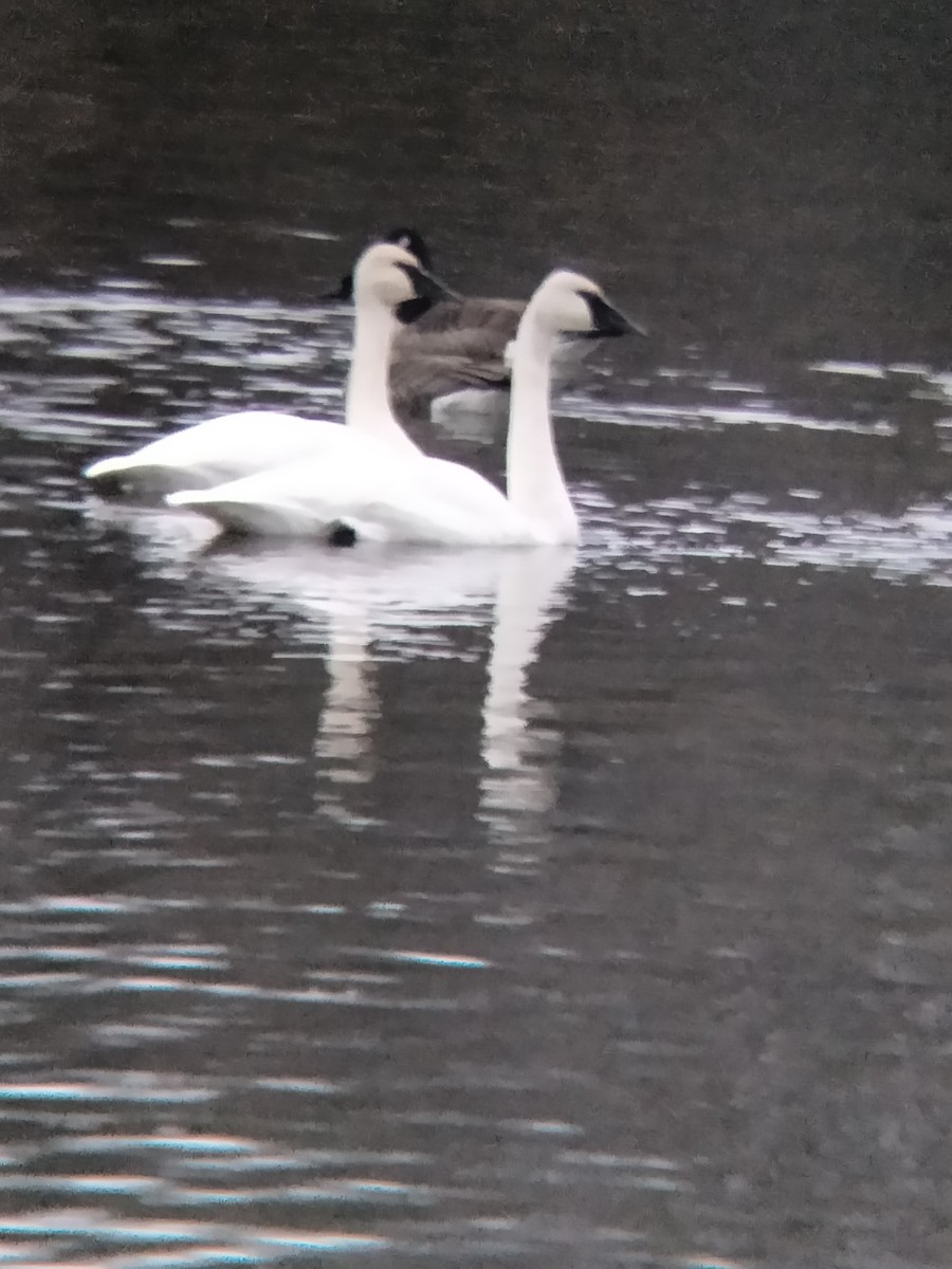 Trumpeter Swan - ML611852974