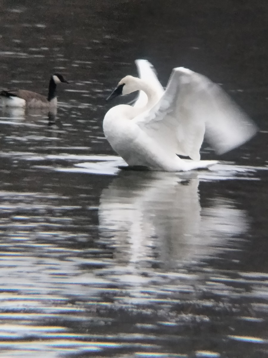 Trumpeter Swan - ML611852975