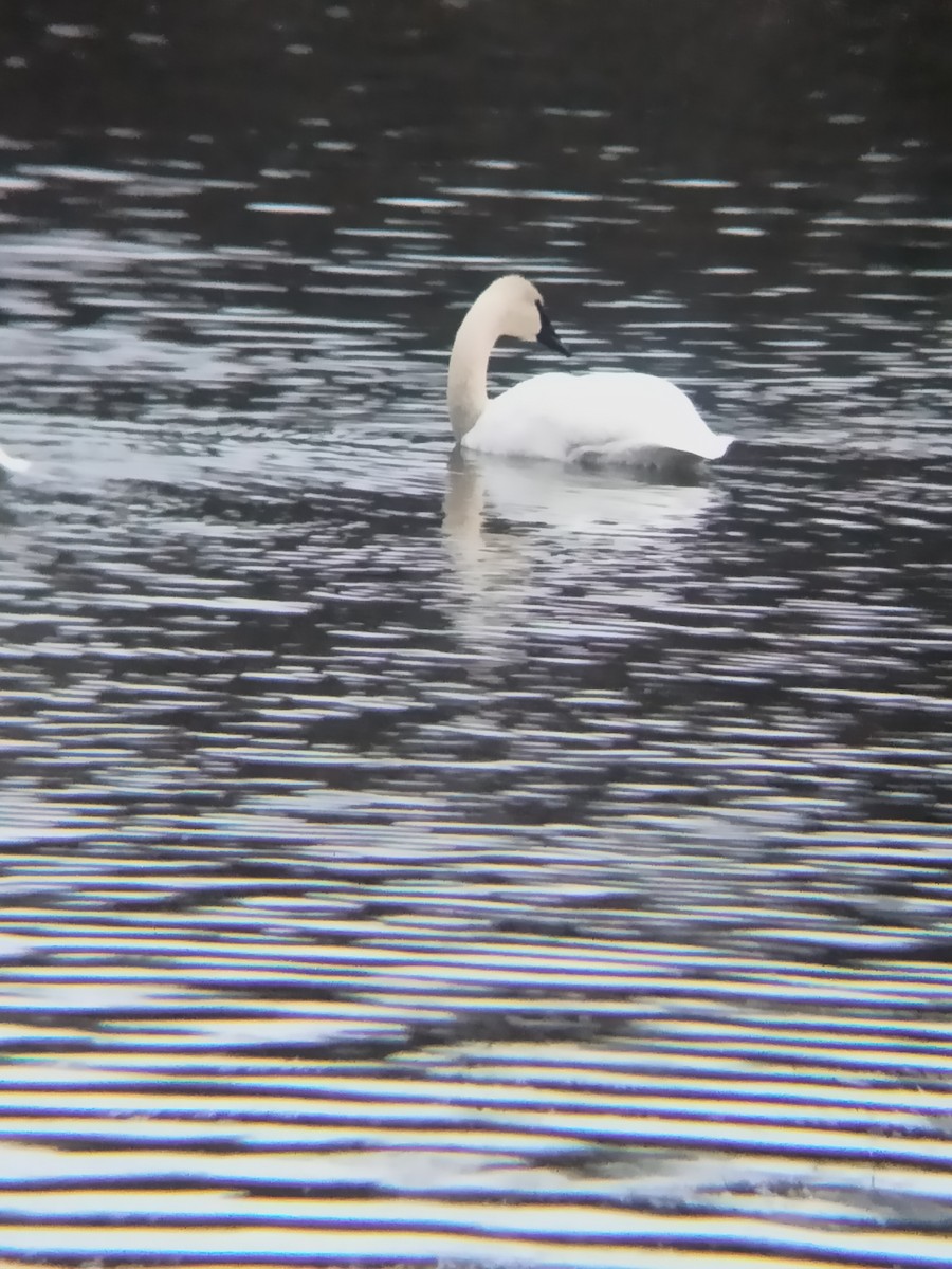 Trumpeter Swan - ML611852976