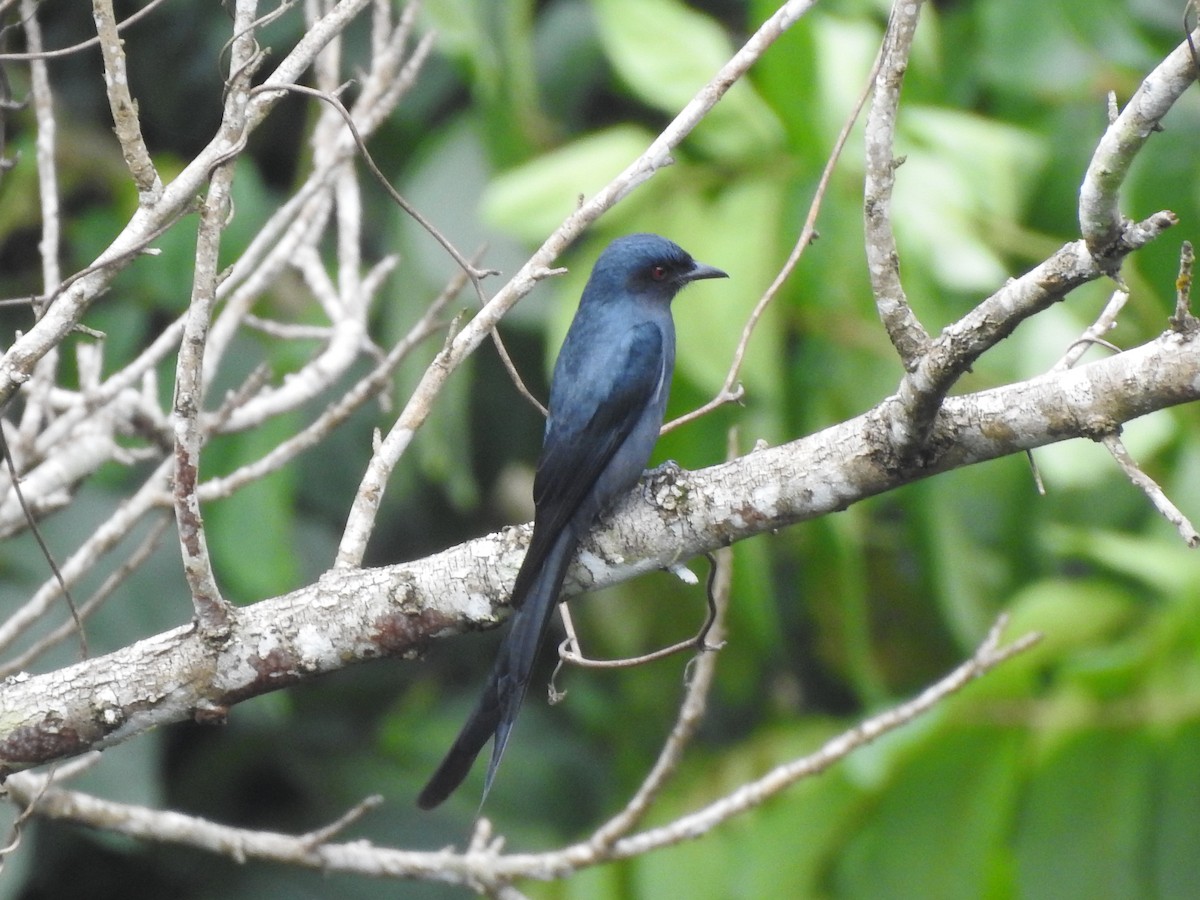 drongo kouřový - ML611853004