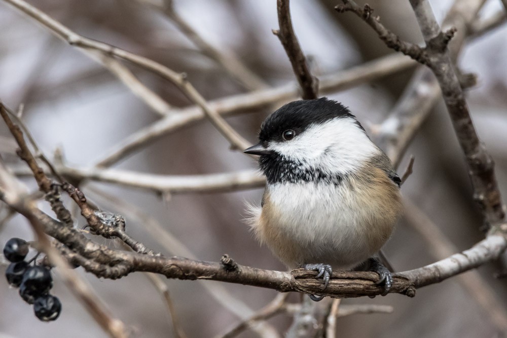 Black-capped Chickadee - Jean-Guy Papineau