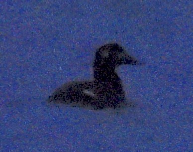 White-winged Scoter - ML611853167