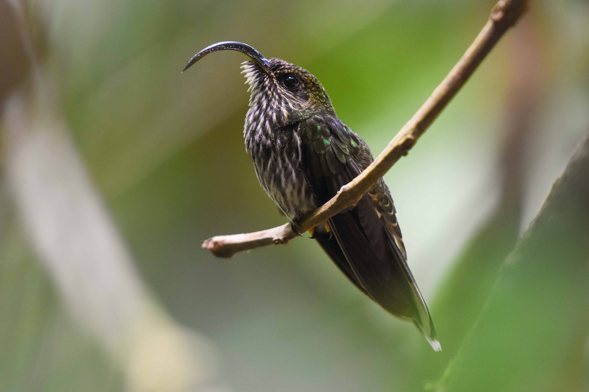 White-tipped Sicklebill - ML611853245