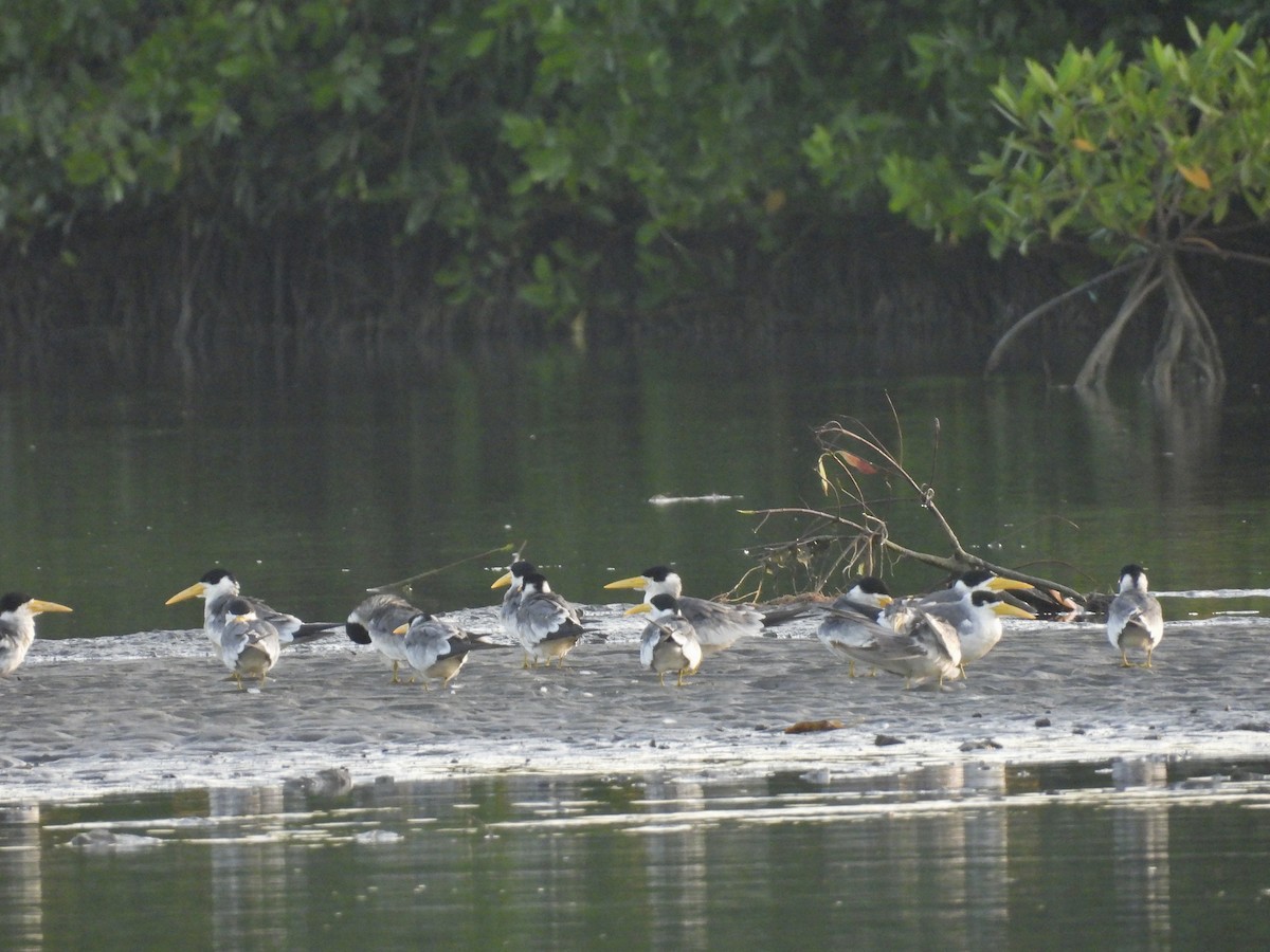 Large-billed Tern - ML611853255