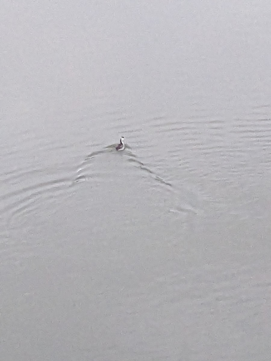 Great Crested Grebe - ML611853332