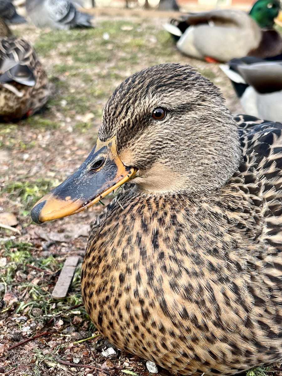 kachna divoká - ML611853362