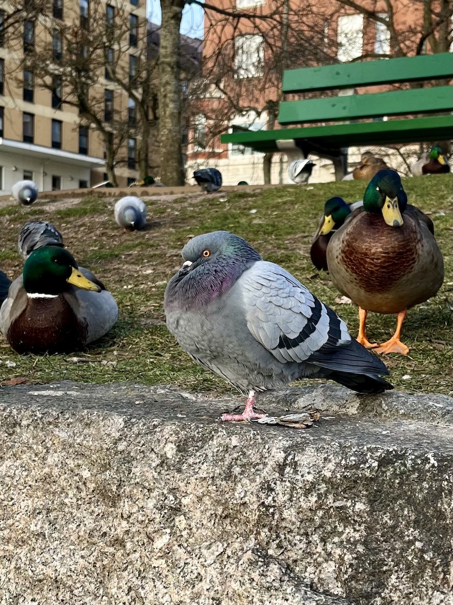 holub skalní (domácí) - ML611853365