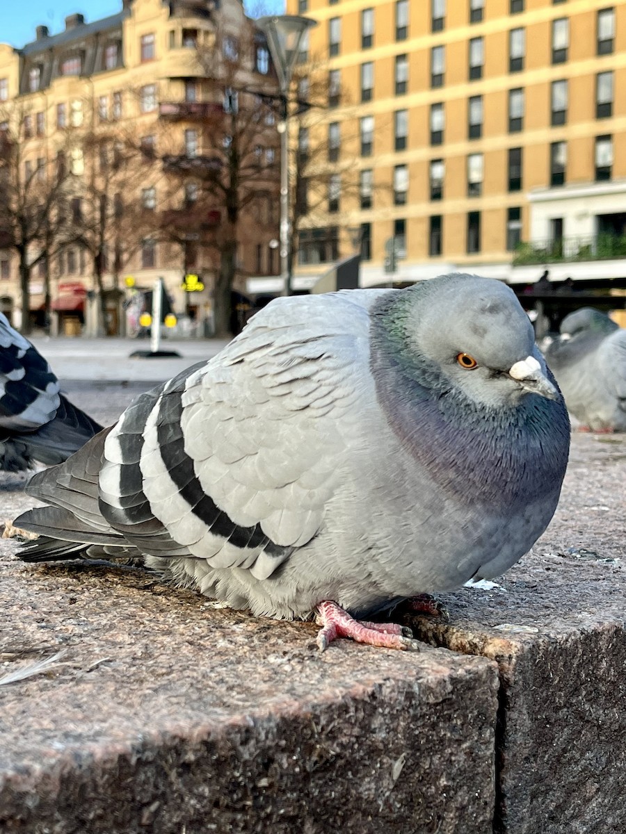 holub skalní (domácí) - ML611853366