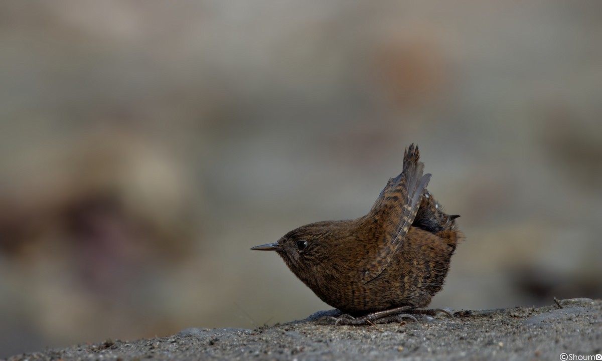Eurasian Wren - ML611853428