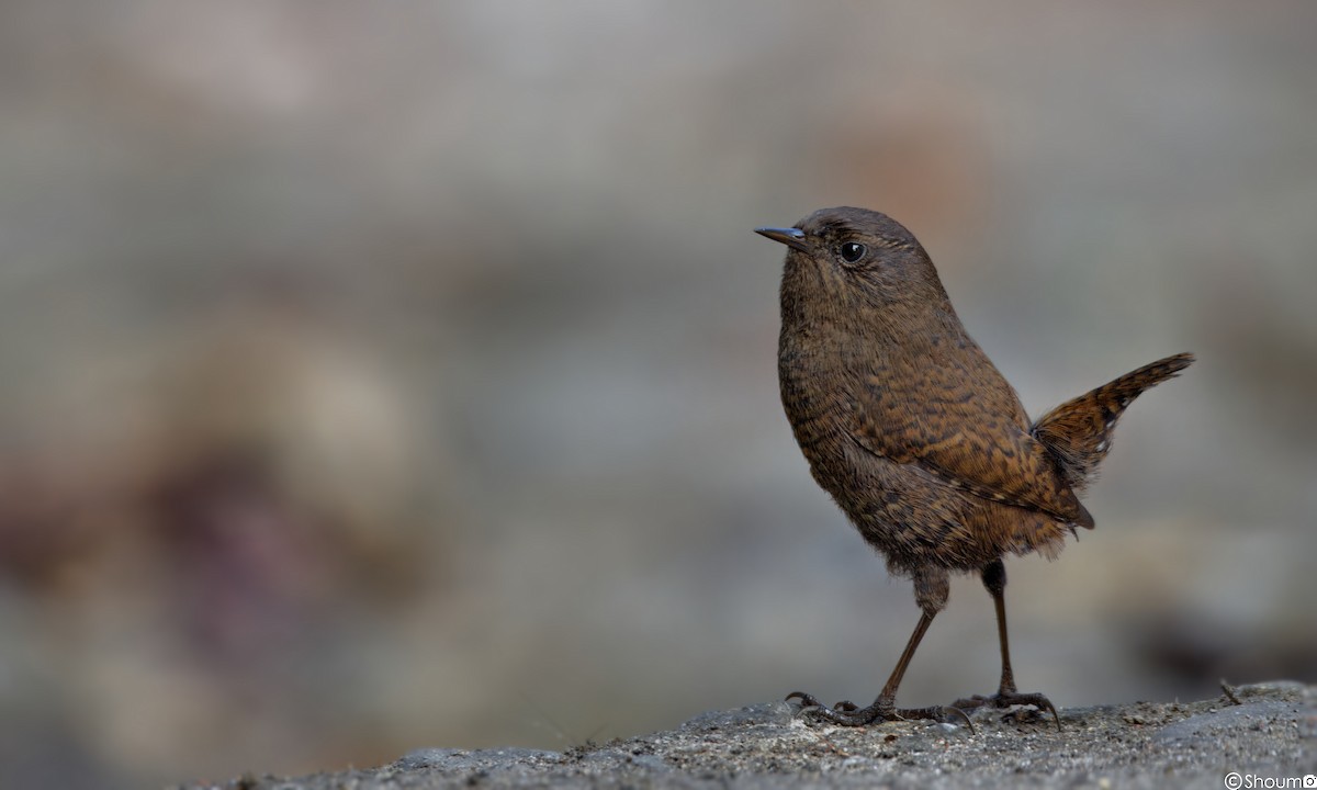 Eurasian Wren - ML611853429