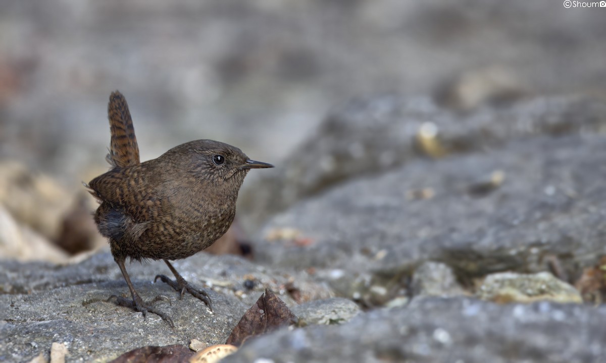 Eurasian Wren - ML611853430