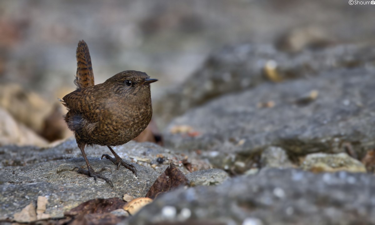 Eurasian Wren - ML611853431