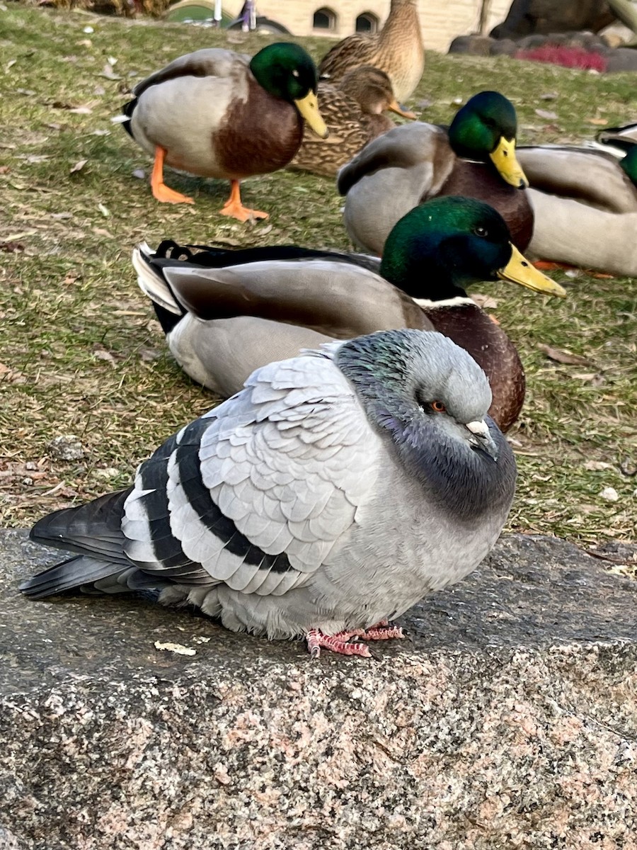 holub skalní (domácí) - ML611853441