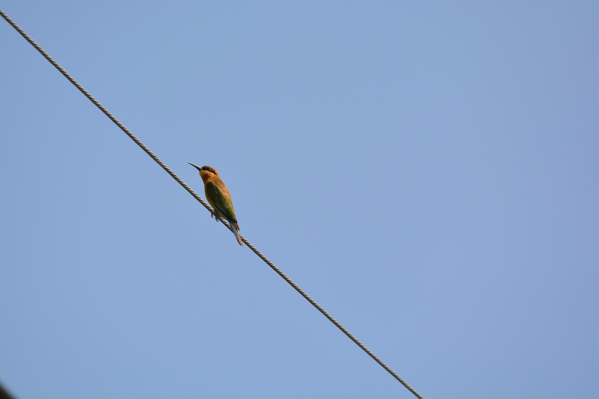 Blue-tailed Bee-eater - ML611853481