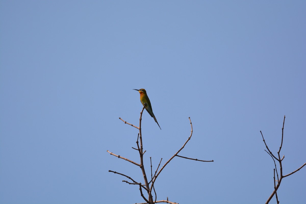 Blue-tailed Bee-eater - ML611853542