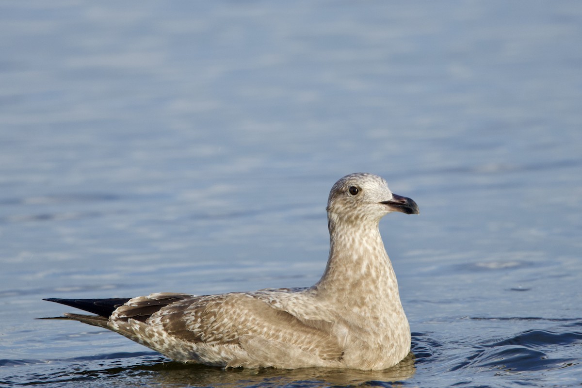 Gaviota Argéntea - ML611853659