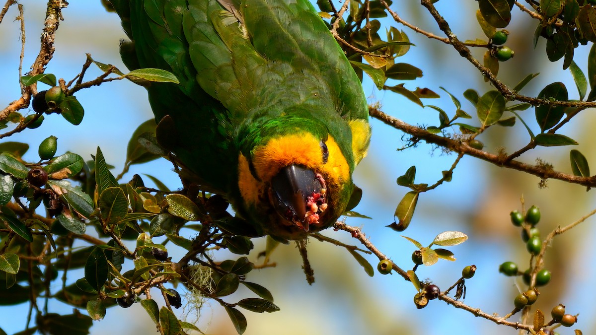 Yellow-eared Parrot - Mike Melton