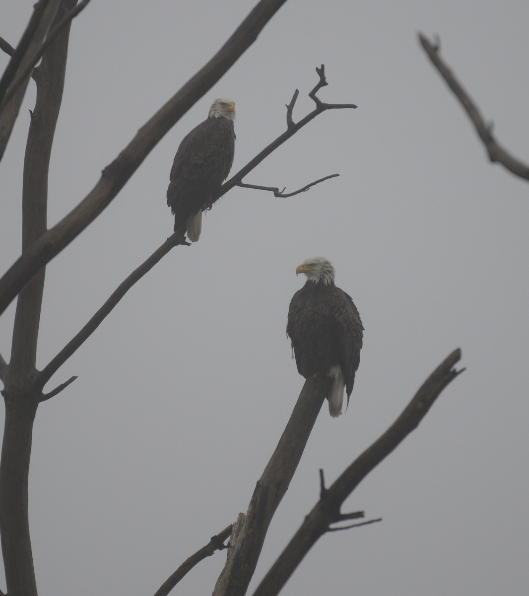 Bald Eagle - ML611853779