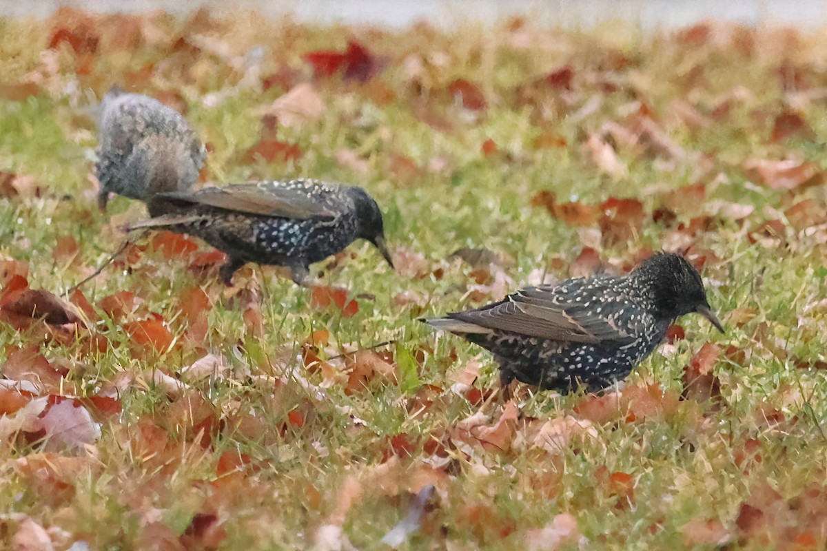 European Starling - ML611853820