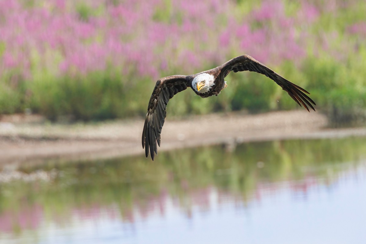 Bald Eagle - Gloria Archilla