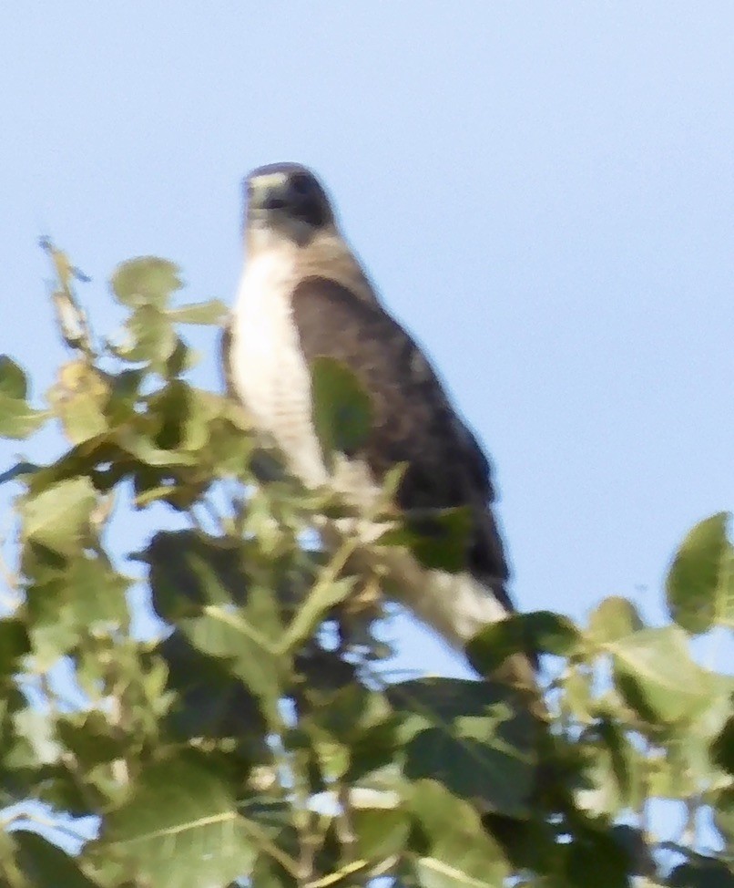 Red-tailed Hawk (fuertesi) - ML611853899