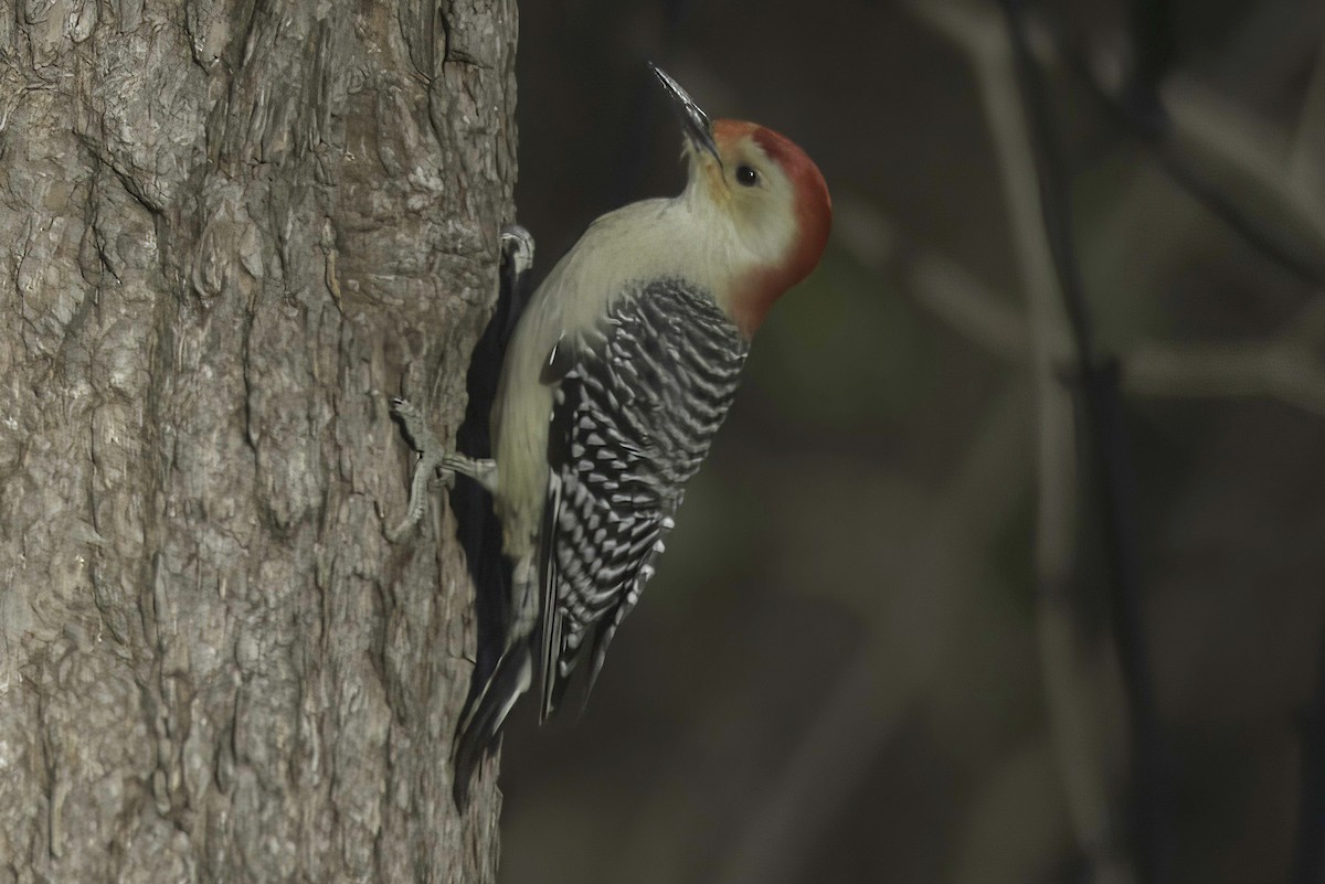 Red-bellied Woodpecker - ML611853928