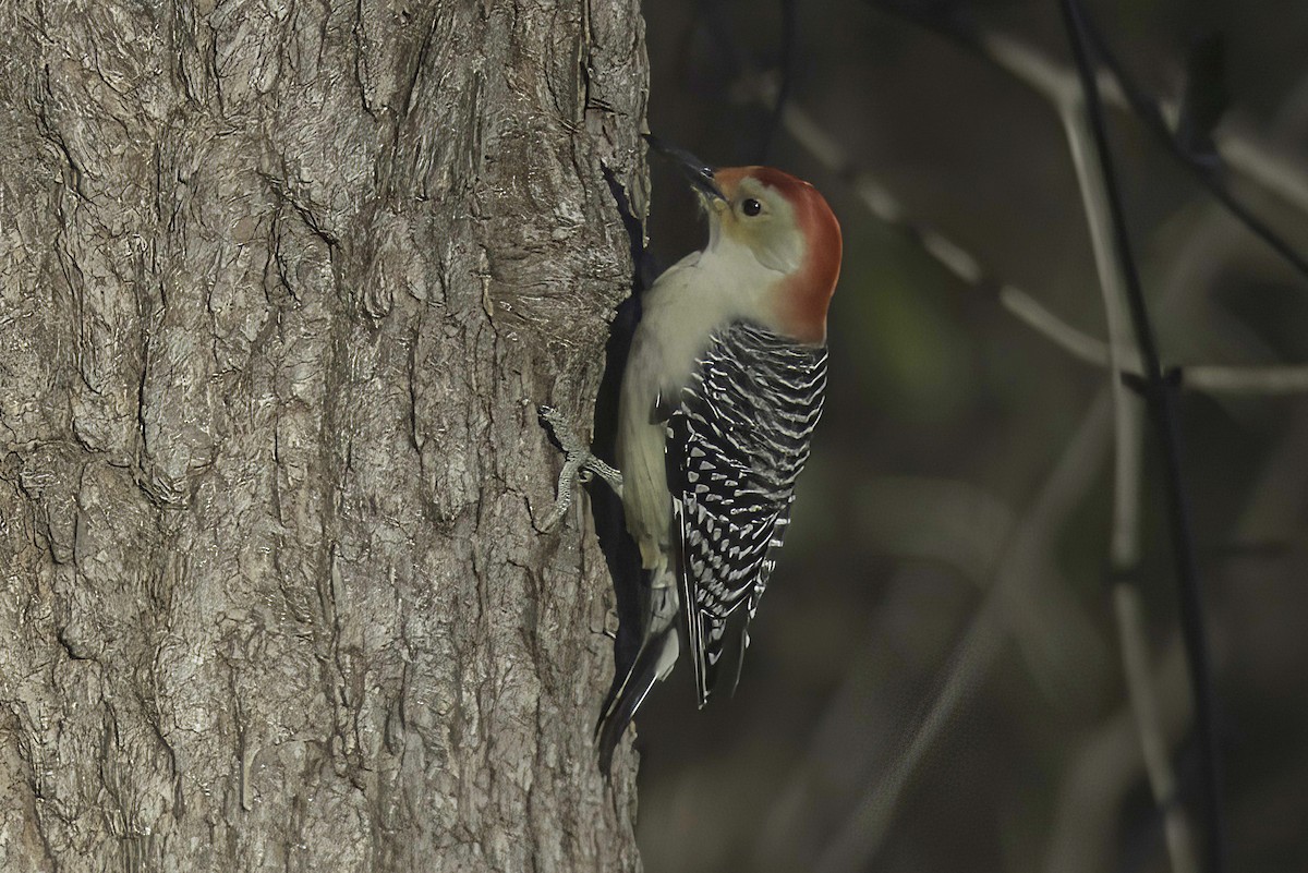 Red-bellied Woodpecker - ML611853930