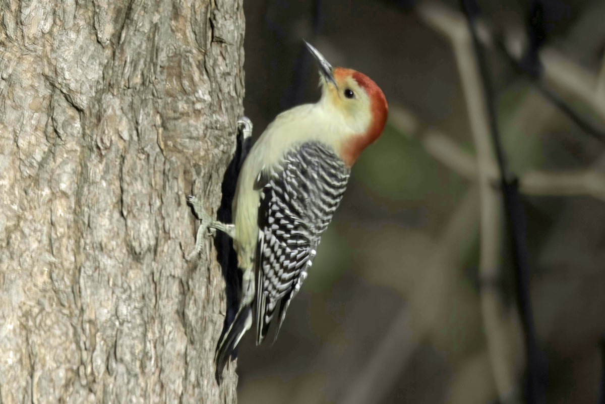 Red-bellied Woodpecker - ML611853931