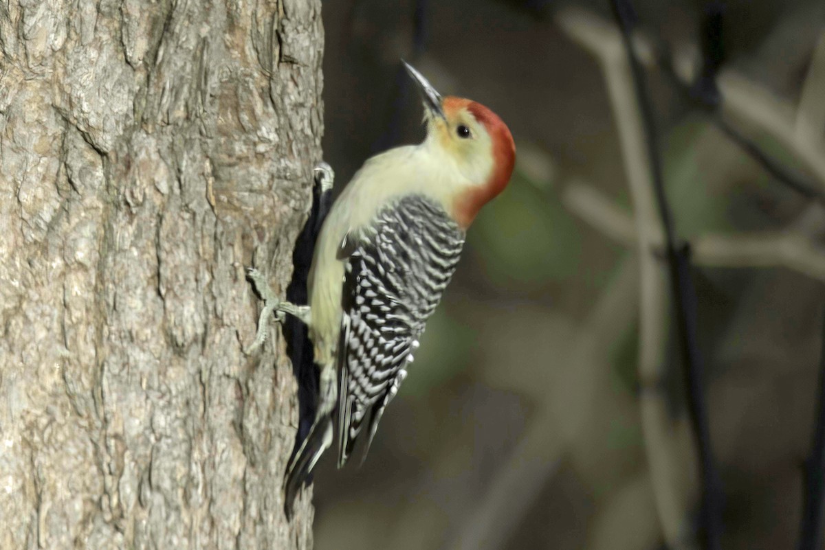 Red-bellied Woodpecker - ML611853932