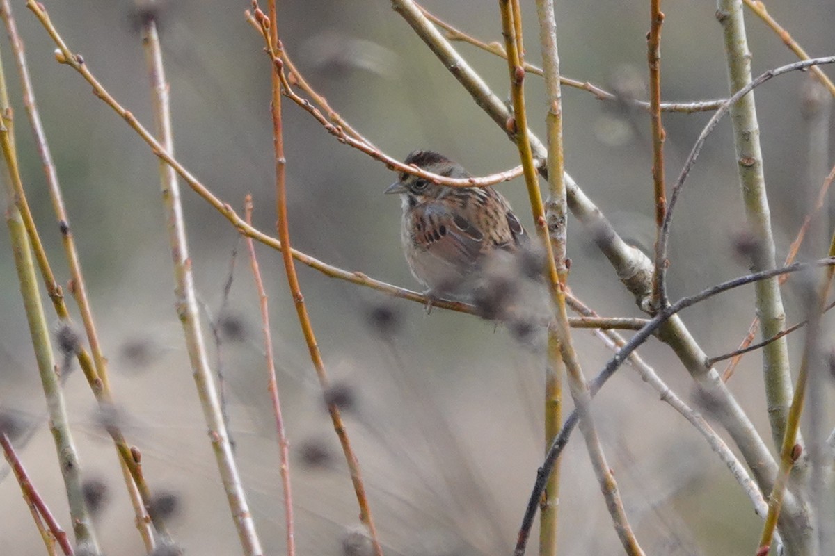 Swamp Sparrow - ML611854059