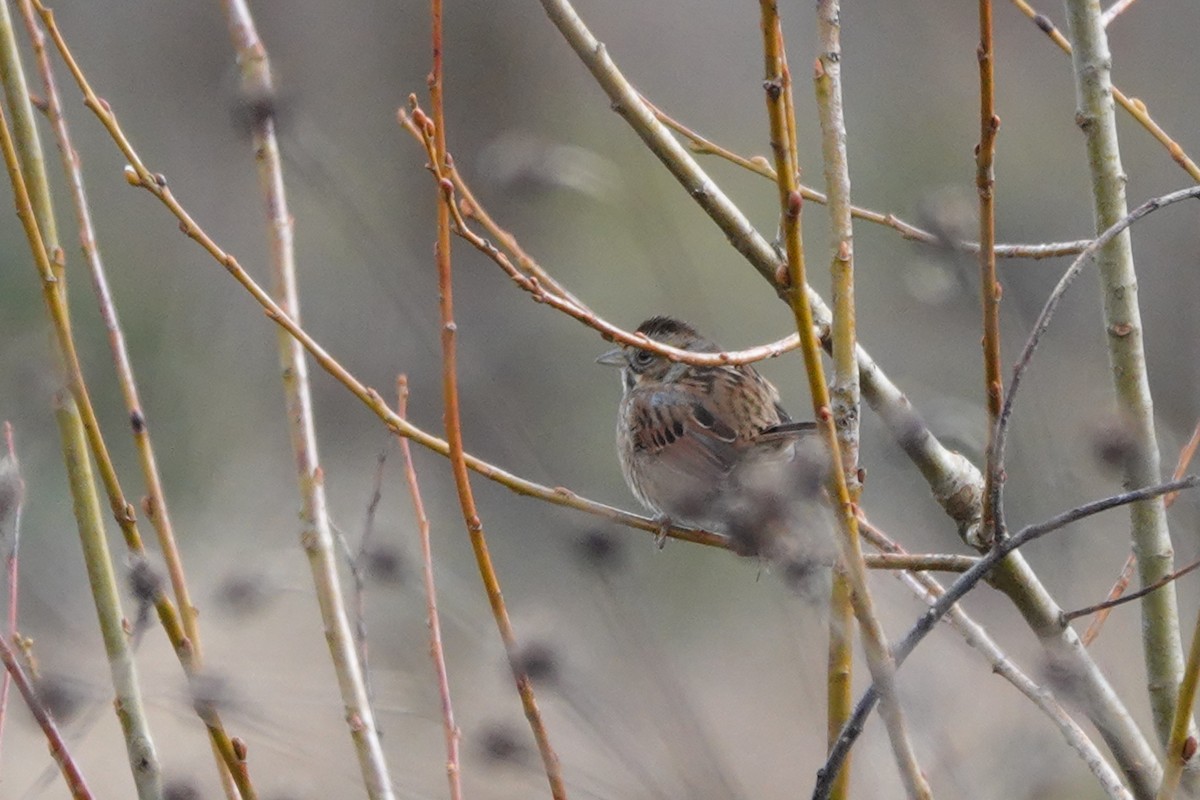 Swamp Sparrow - ML611854060