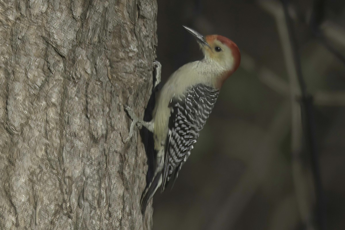 Red-bellied Woodpecker - ML611854176