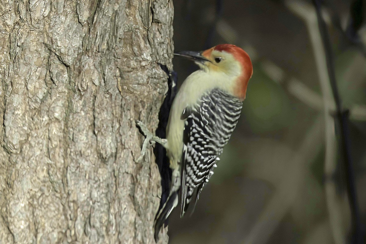 Red-bellied Woodpecker - ML611854177