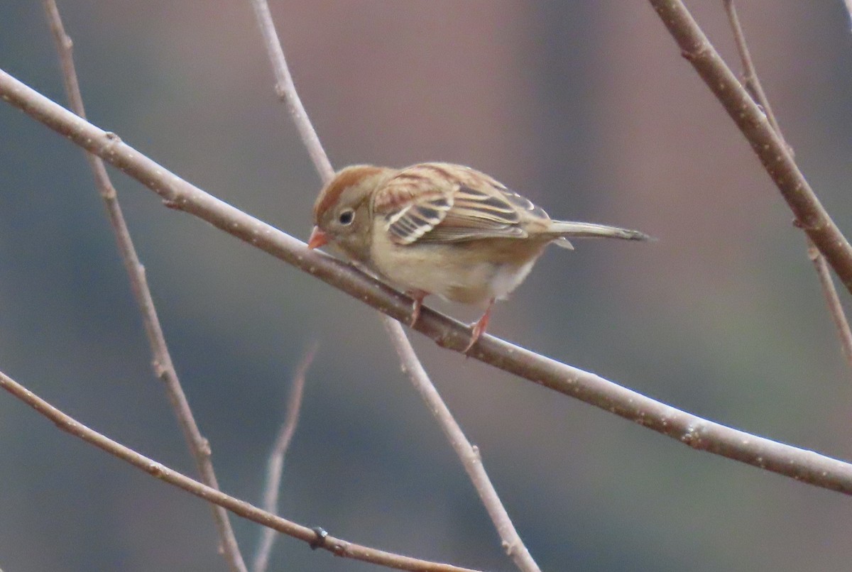 Field Sparrow - ML611854178