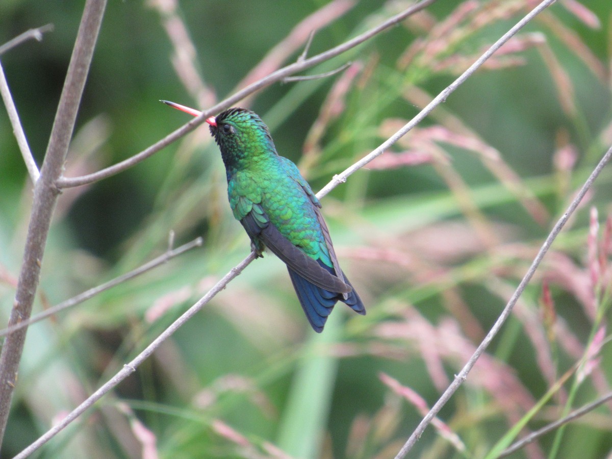 Glittering-bellied Emerald - ML611854179